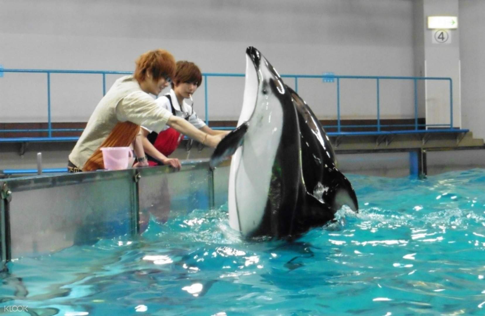 特典付き 北海道 登別マリンパークニクス 入場チケット Klook クルック